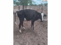 Miniatura 9 de 14 Vacas Girolandas - Bom Conselho/PE