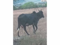 Miniatura 10 de 14 Vacas Girolandas - Bom Conselho/PE