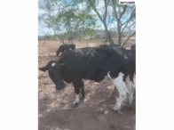 Miniatura 11 de 14 Vacas Girolandas - Bom Conselho/PE