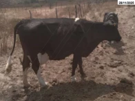 Miniatura 12 de 14 Vacas Girolandas - Bom Conselho/PE