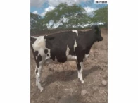 Miniatura 13 de 14 Vacas Girolandas - Bom Conselho/PE