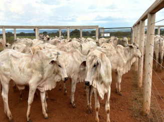 32 Nelores - Machos - Campo Grande/MS