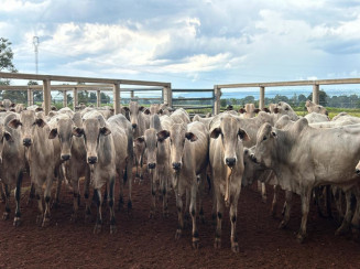 30 Nelores - Machos - Campo Grande/MS