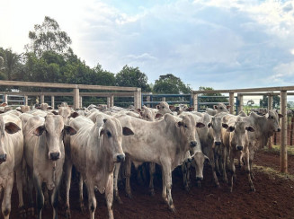 30 Nelores - Machos - Campo Grande/MS