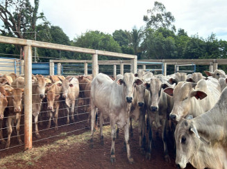 43 Nelores - Machos - Campo Grande/MS