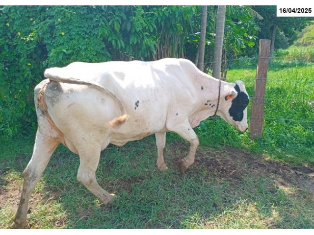 Lote c/ 06 Vacas com 09 a 10 anos - São José do Barreiro/SP