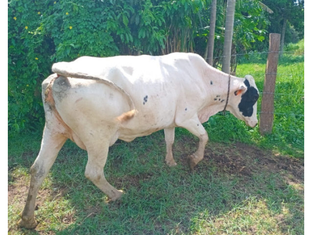 Lote c/ 06 Vacas com 09 a 10 anos - São José do Barreiro/SP