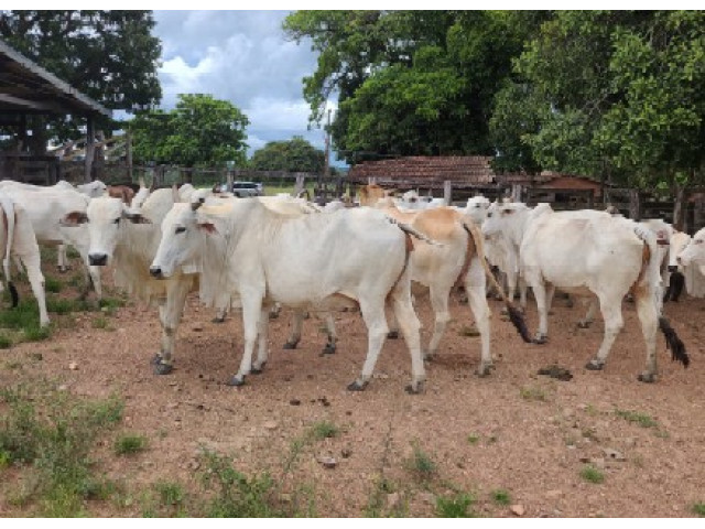 Lote c/ vacas e touros - Formoso/GO