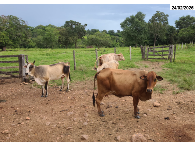 Lote c/ vacas e touros - Formoso/GO