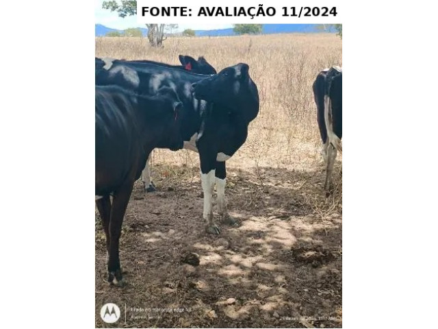 10 cabeças de gado, raça holandesa - Minador do Negrão/AL