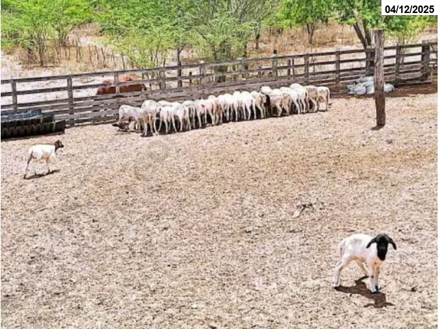 100 Ovelhas adultas da raça Dorper - Bom Conselho/PE