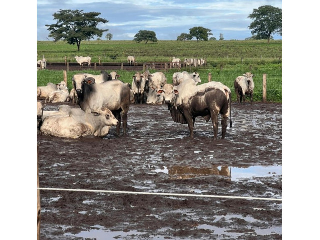 Lote 34 Touros Reprodutores - Torixoréu/MT