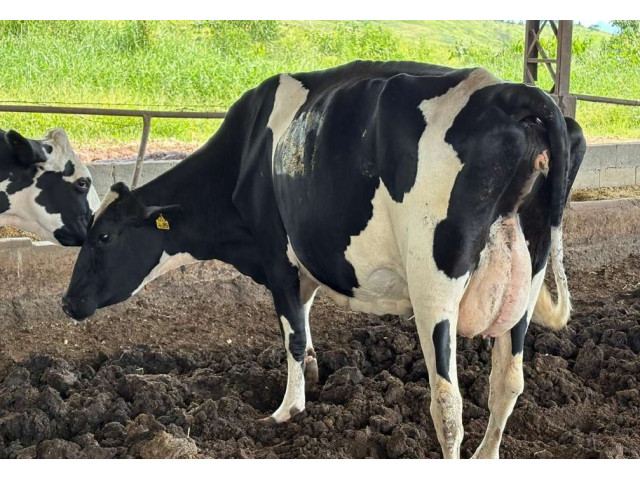 03 Vacas - Itamonte/MG