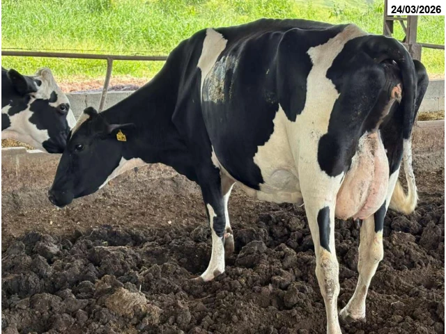 03 Vacas - Itamonte/MG
