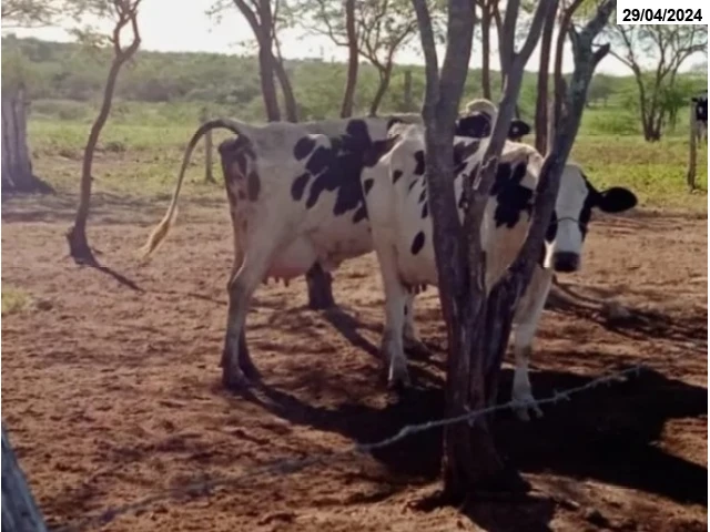 Vacas Girolanda e Touro Girolanda - Itaíba/PE