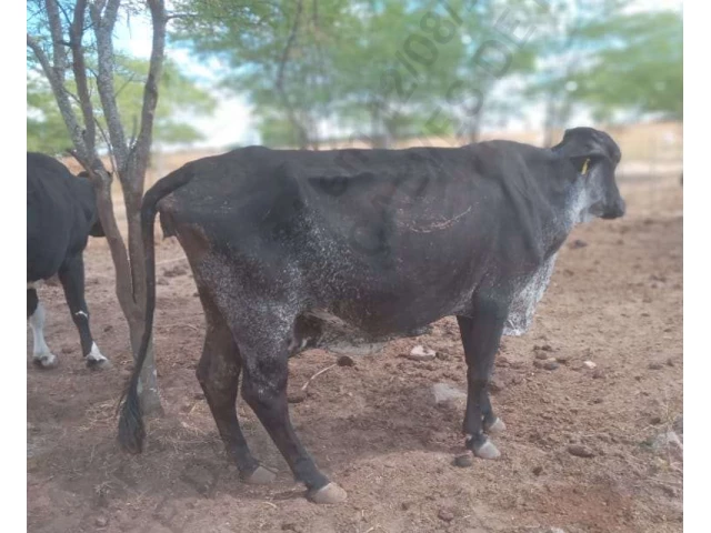 14 Vacas Girolandas - Bom Conselho/PE