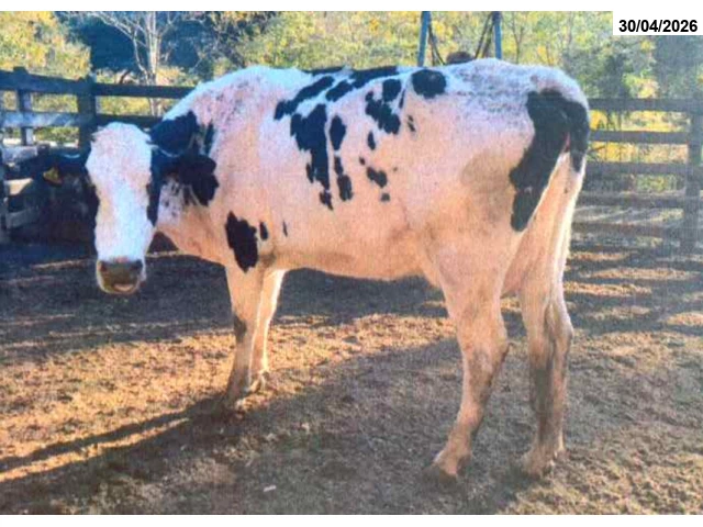 03 Vacas leiteiras - Raça Girolanda - Cristina/MG