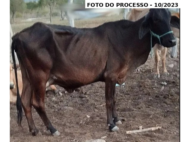 Vacas Girolanda preto e brancas - Saloa/PE