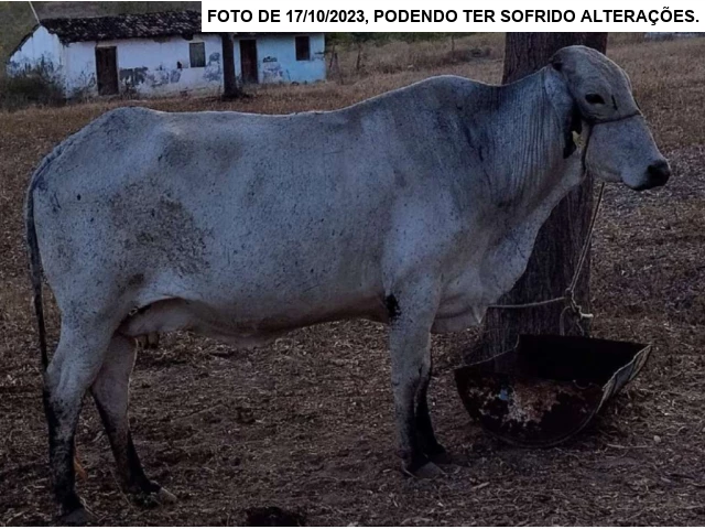 Vacas Girolanda preto e brancas - Saloa/PE