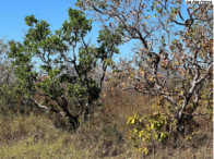 Fazenda c/ 208,3638 hectares – Pimenta Bueno/RO, localizado em Pimenta Bueno - RO
