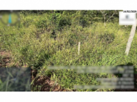 Imóvel rural - São Miguel do Passa Quatro/GO, localizado em São Miguel Do Passa Quatro - GO