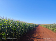 Fazenda c/ 263,1455 hectares - Maracaju/MS, localizado em Maracaju - MS