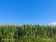 Fazenda c/ 263,1455 hectares - Maracaju/MS, localizado em Maracaju - MS