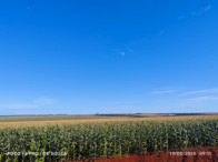 Fazenda c/ 263,1455 hectares - Maracaju/MS, localizado em Maracaju - MS
