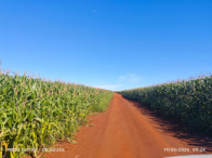 Fazenda c/ 263,1455 hectares - Maracaju/MS, localizado em Maracaju - MS