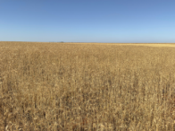 Fazenda - 122,50,00 hectares - Sacramento/MG