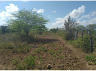 Sítio com 50 hectares - Itaíba/PE, localizado em Itaíba - PE