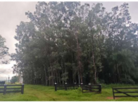 Fazenda Menino Jesus -aprox. 539,52ha -diversas benfeitorias, localizado em Deodápolis - MS