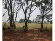 Chácara c/ 9,8519 hectares - Capixaba/AC, localizado em Capixaba - AC