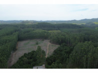 Chácara c/ 8,03 hectares - Linha Fernando Abott, localizado em Barra Do Ribeiro - RS