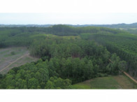 Chácara c/ 8,03 hectares - Linha Fernando Abott, localizado em Barra Do Ribeiro - RS