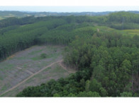 Chácara c/ 8,03 hectares - Linha Fernando Abott, localizado em Barra Do Ribeiro - RS