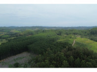 Chácara c/ 8,03 hectares - Linha Fernando Abott, localizado em Barra Do Ribeiro - RS