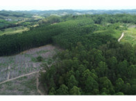 Chácara c/ 8,03 hectares - Linha Fernando Abott, localizado em Barra Do Ribeiro - RS