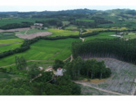 Chácara c/ 8,03 hectares - Linha Fernando Abott, localizado em Barra Do Ribeiro - RS