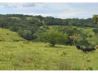 Sítio - 30,90 Hectares - Orizona/GO, localizado em Orizona - GO