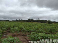 Chácara c/ 4,1242 ha - c/ benfeitorias - Cruzeiro do Sul/AC, localizado em Cruzeiro Do Sul - AC