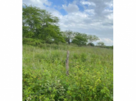 Sítio c/ 11,30 hectares - Minador do Negrão/AL, localizado em Minador Do Negrão - AL