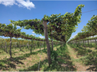 Fazenda c/ 357,6345 ha - Juazeiro/BA, localizado em Juazeiro - BA