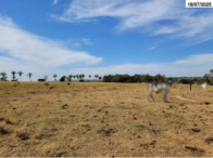 Sítio c/ 23.66.79 ha - Jussara/GO, localizado em Jussara - GO