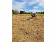 Sítio c/ 23.66.79 ha - Jussara/GO, localizado em Jussara - GO