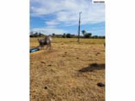 Sítio c/ 23.66.79 ha - Jussara/GO, localizado em Jussara - GO