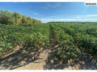 I_26973_224968_AV.jpg