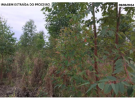Parte ideal de 50% sobre sítio c/ 65,90 ha - Fênix/PR, localizado em Fênix - PR