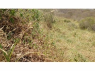 Terreno c/ área total 360m² - Timbauba/PE, localizado em Timbaúba - PE, bairro Araruna Ii