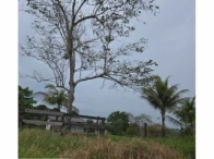 Imagem do imóvel Sítio c/ 99,0133 ha - Chupinguaia/RO